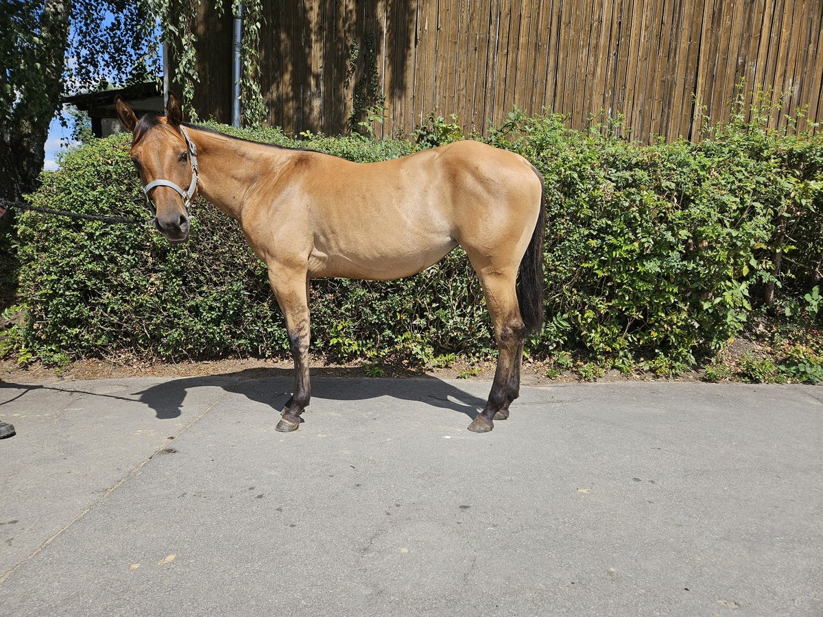 American Quarter Horse Mare 2 years 15 hh Dunalino in Bergkamen