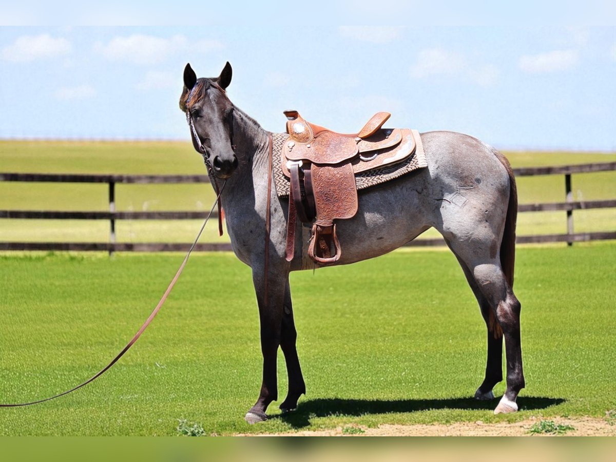 American Quarter Horse Mare 2 years 15,1 hh Roan-Blue in Fort Collins