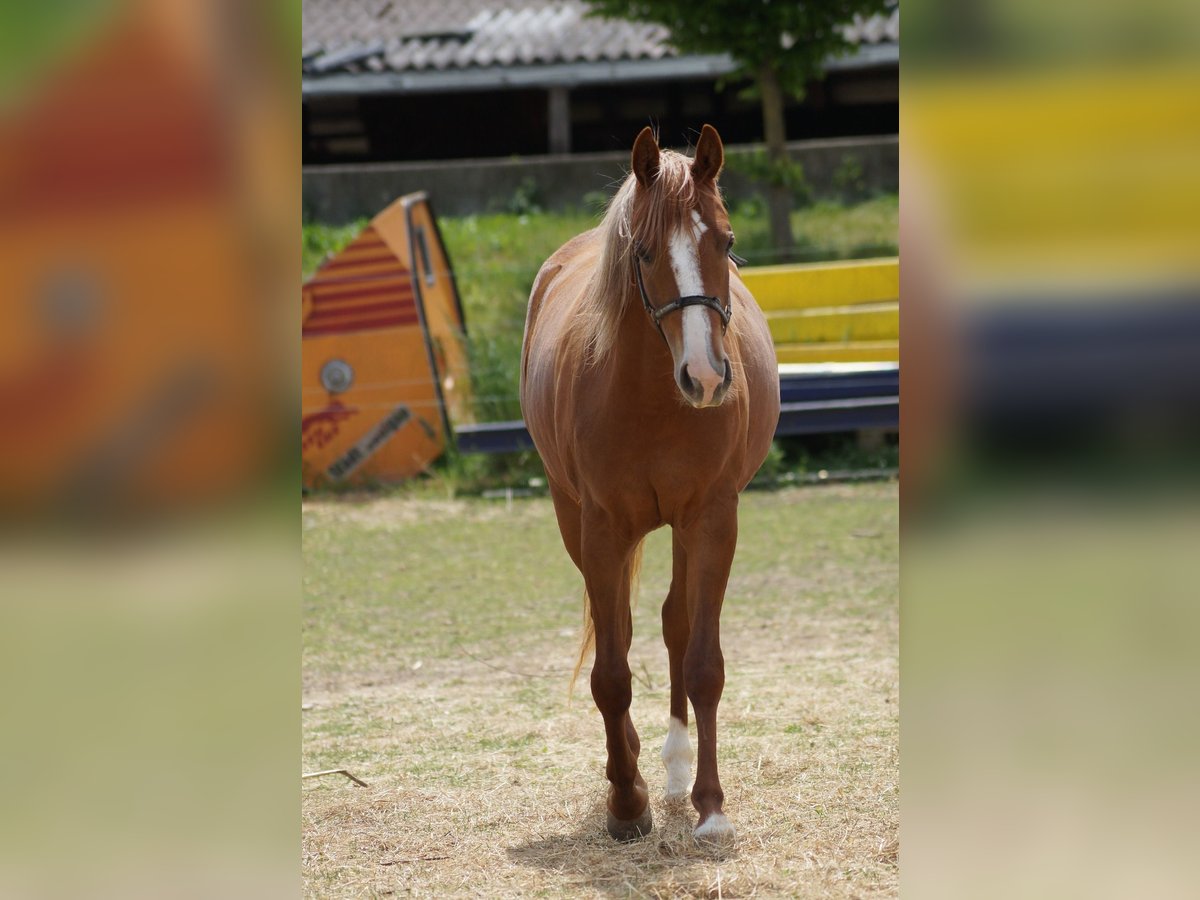 American Quarter Horse Mare 2 years 15,2 hh Chestnut-Red in Langenau