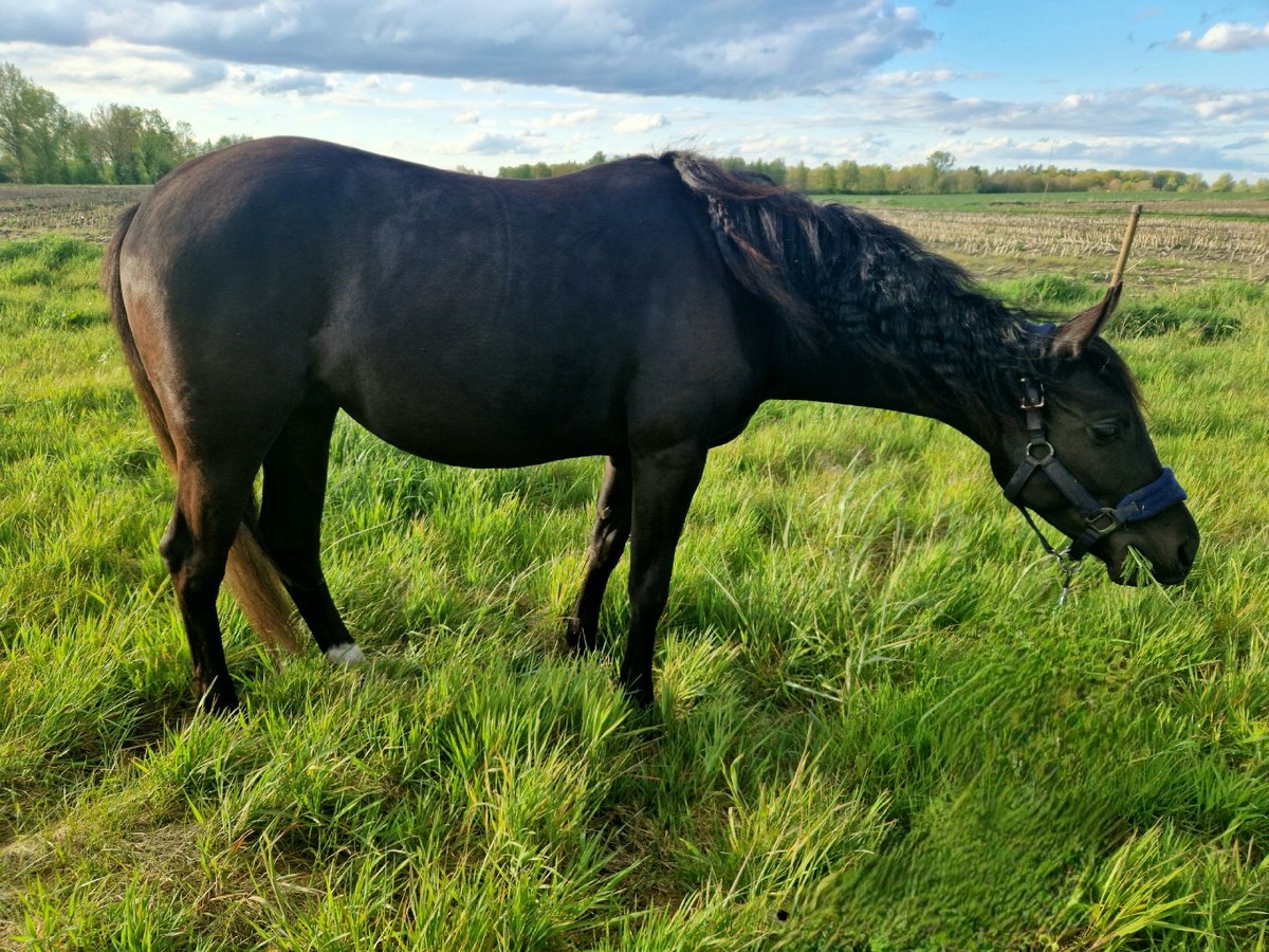 American Quarter Horse Mare 2 years Black in Ravels