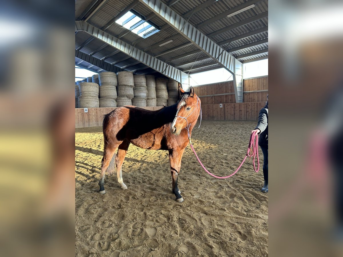 American Quarter Horse Mare 2 years Brown in Marbach am Walde