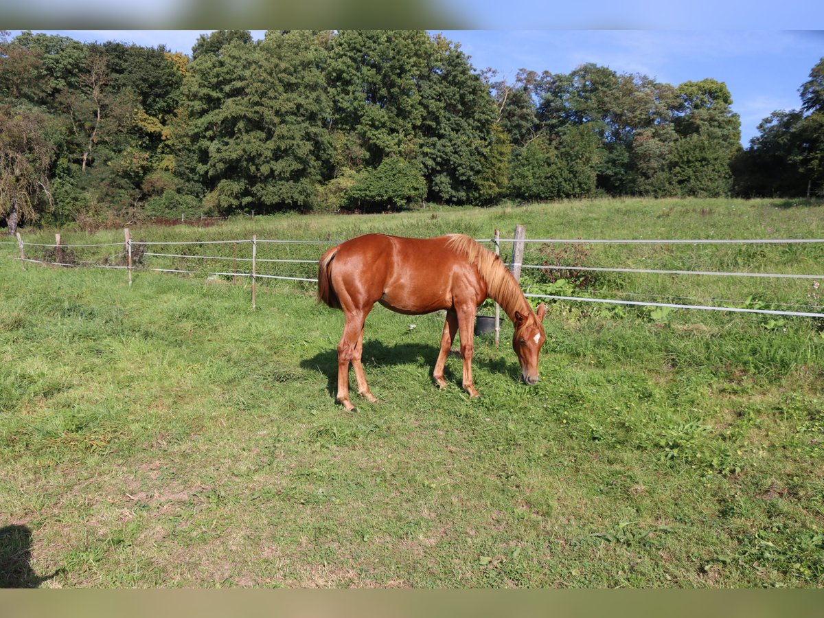 American Quarter Horse Mare 2 years Chestnut-Red in Neuwied