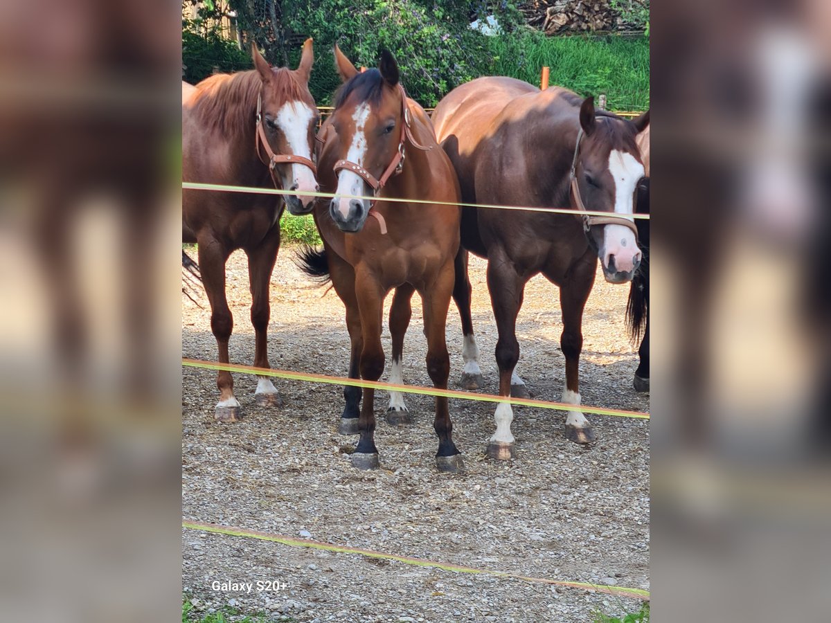 American Quarter Horse Mare 2 years Chestnut in Perwang am Grabensee