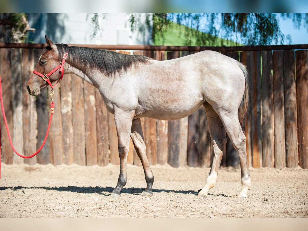 American Quarter Horse Mare 2 years Roan-Bay in Murrieta, CA