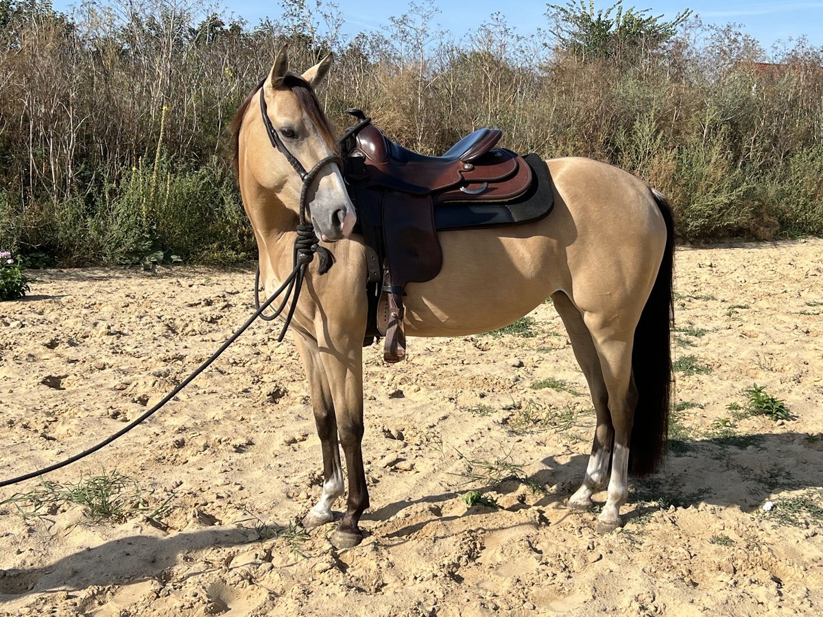 American Quarter Horse Mare 3 years 13,3 hh Buckskin in Rhinow