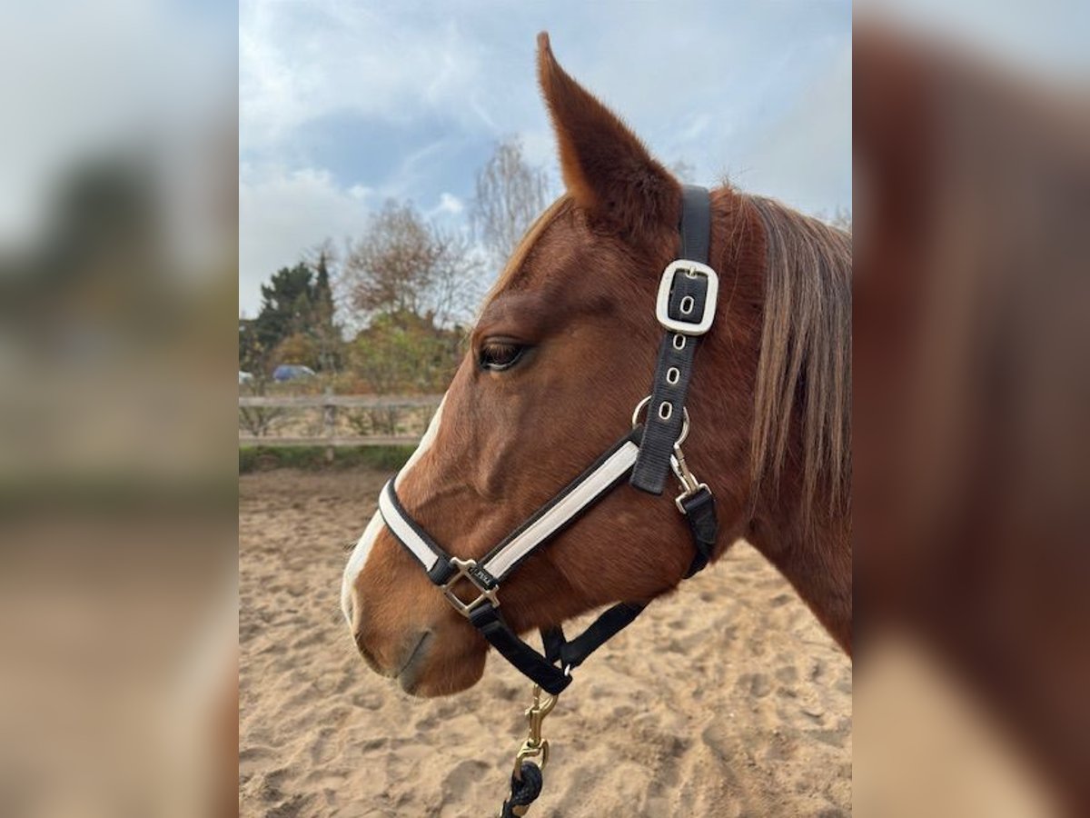 American Quarter Horse Mare 3 years 14,1 hh Chestnut-Red in Schildow