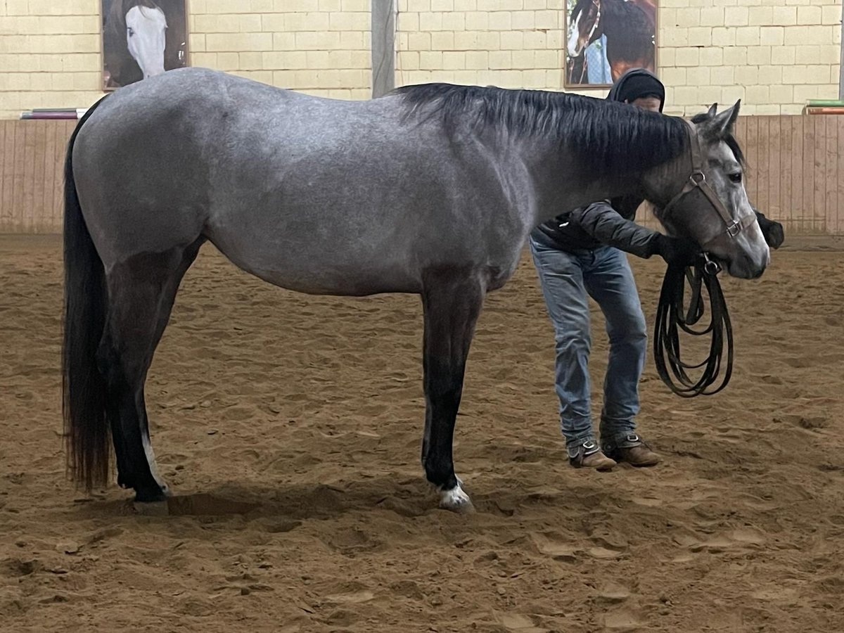 American Quarter Horse Mare 3 years 14,1 hh Gray in Runding