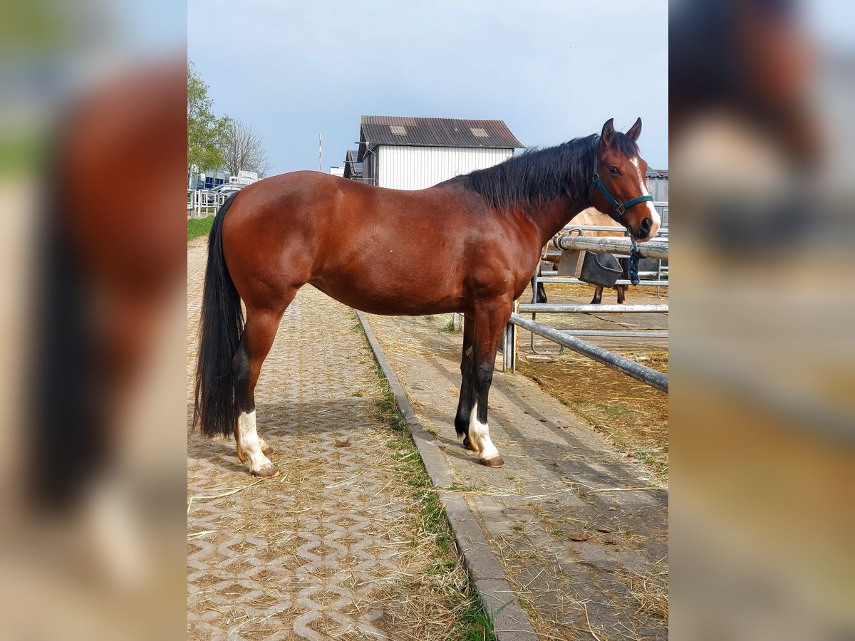 American Quarter Horse Mare 3 years 14,2 hh Brown in Nidderau