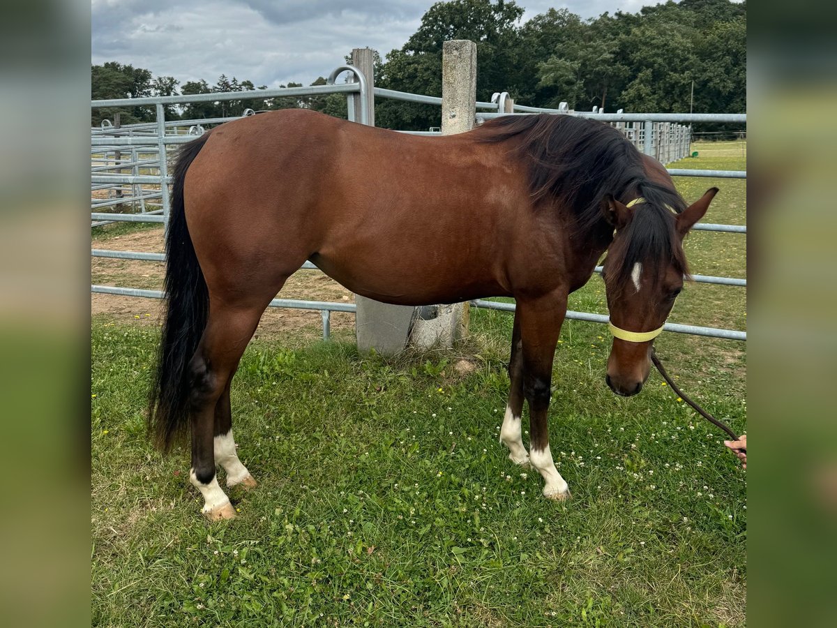 American Quarter Horse Mare 3 years 14,2 hh Brown in Reichweiler