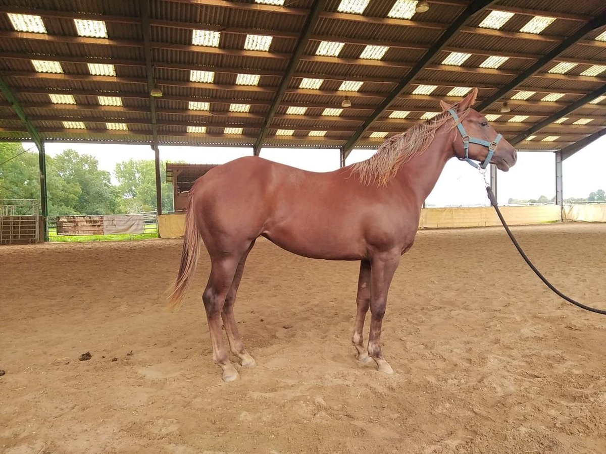 American Quarter Horse Mare 3 years 14,2 hh Chestnut-Red in Clavier