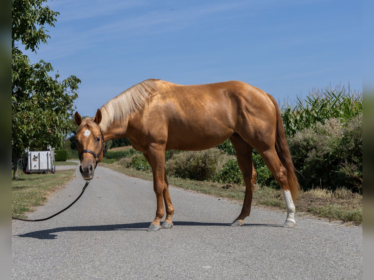 American Quarter Horse Mare 3 years 14,2 hh Chestnut-Red in Kappelen