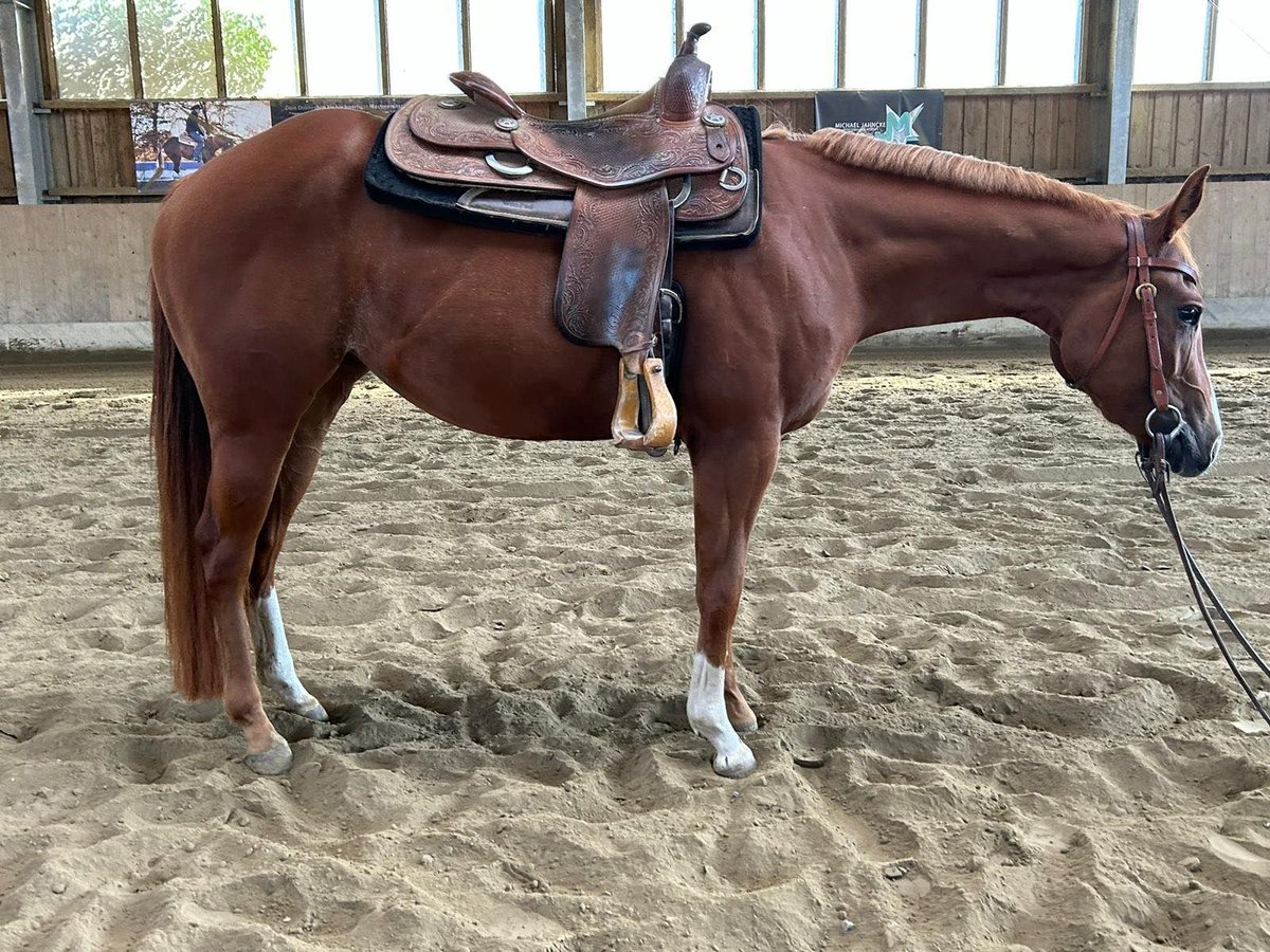 American Quarter Horse Mare 3 years 14,2 hh Chestnut-Red in Kirchendemenreuth