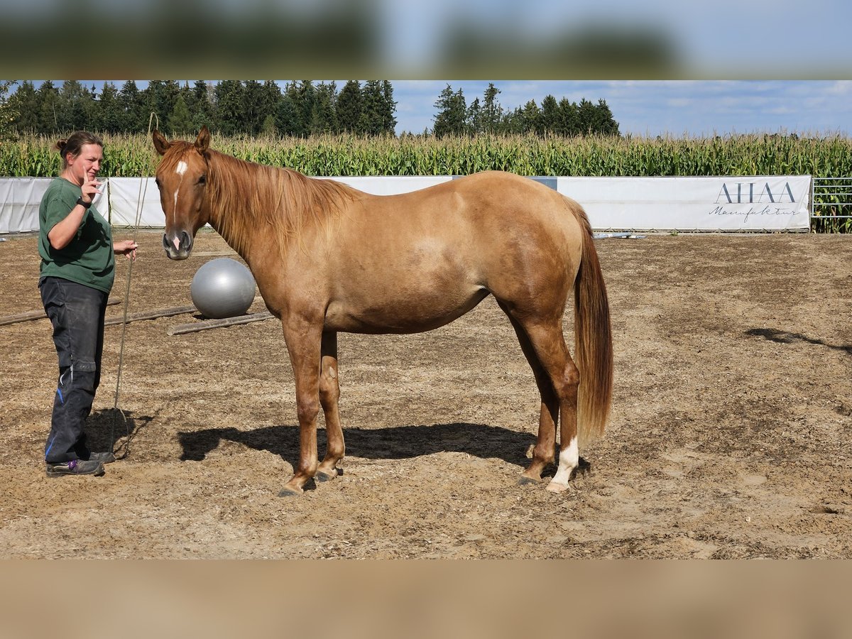 American Quarter Horse Mare 3 years 14,2 hh Red Dun in Seeon-Seebruck