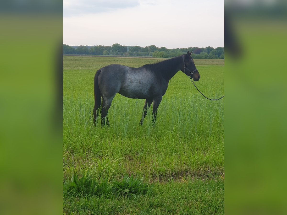 American Quarter Horse Mare 3 years 14,2 hh Roan-Bay in BARCHEM