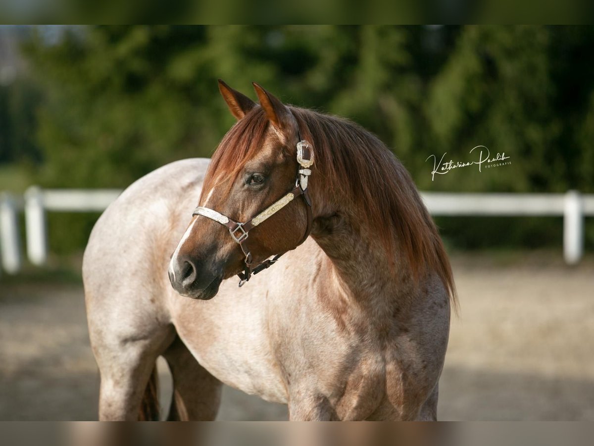 American Quarter Horse Mare 3 years 14,2 hh Roan-Red in Eging am See