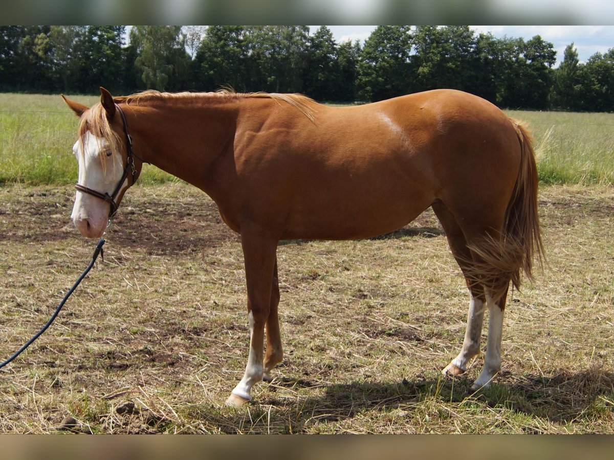 American Quarter Horse Mare 3 years 14,2 hh in Treuenbrietzen