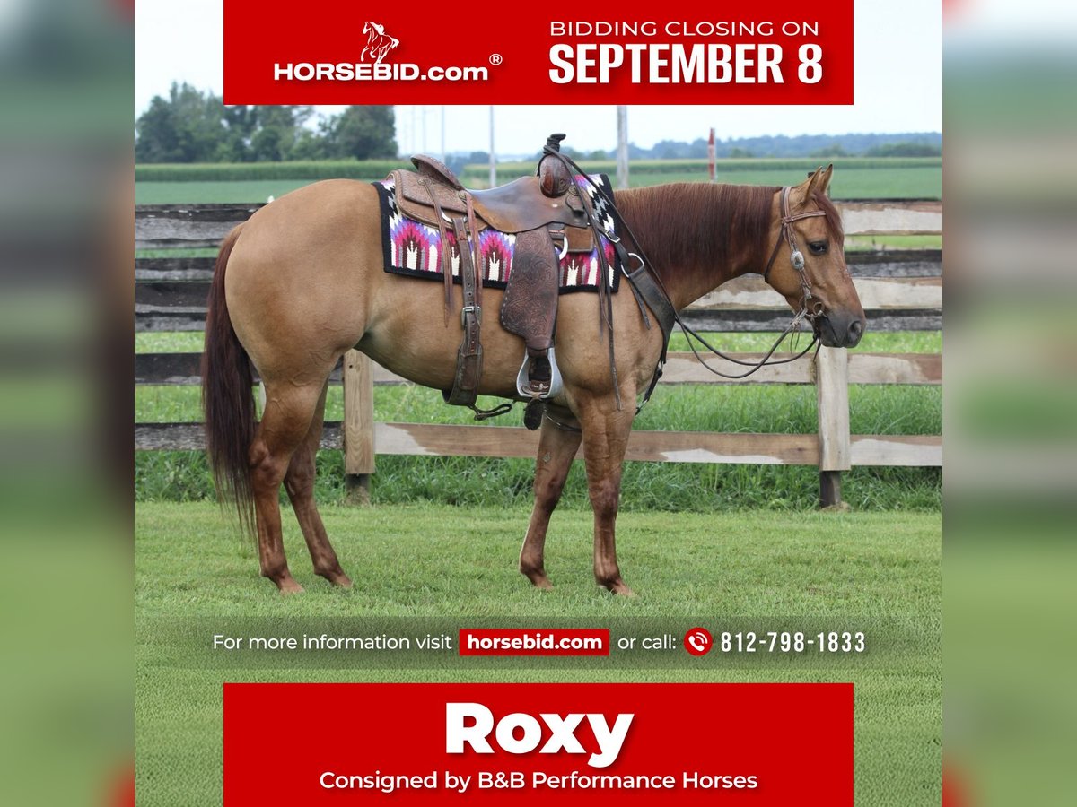 American Quarter Horse Mare 3 years 14 hh Red Dun in Sandborn