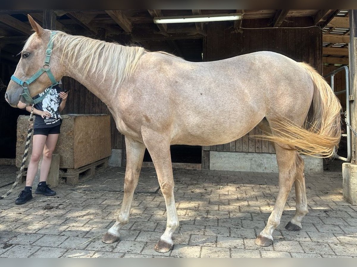 American Quarter Horse Mare 3 years 14 hh Roan-Red in Blaubeuren