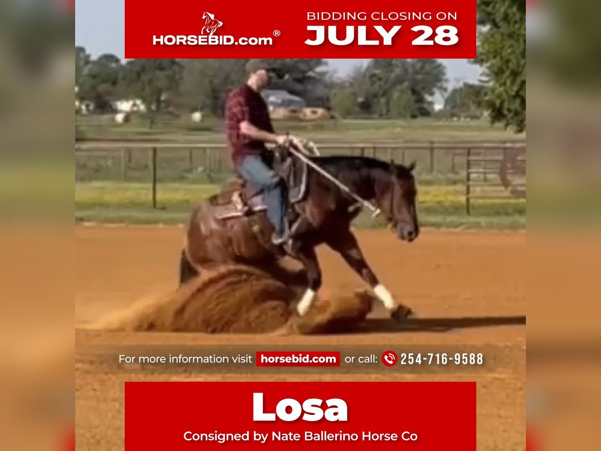 American Quarter Horse Mare 3 years 14,2 hh Bay in Waco, TX