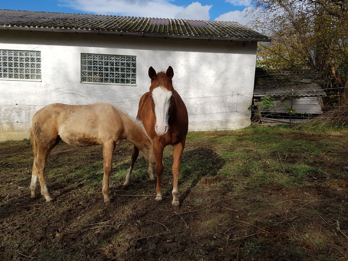 American Quarter Horse Mare 3 years 14,2 hh Chestnut-Red in Apfeldorf
