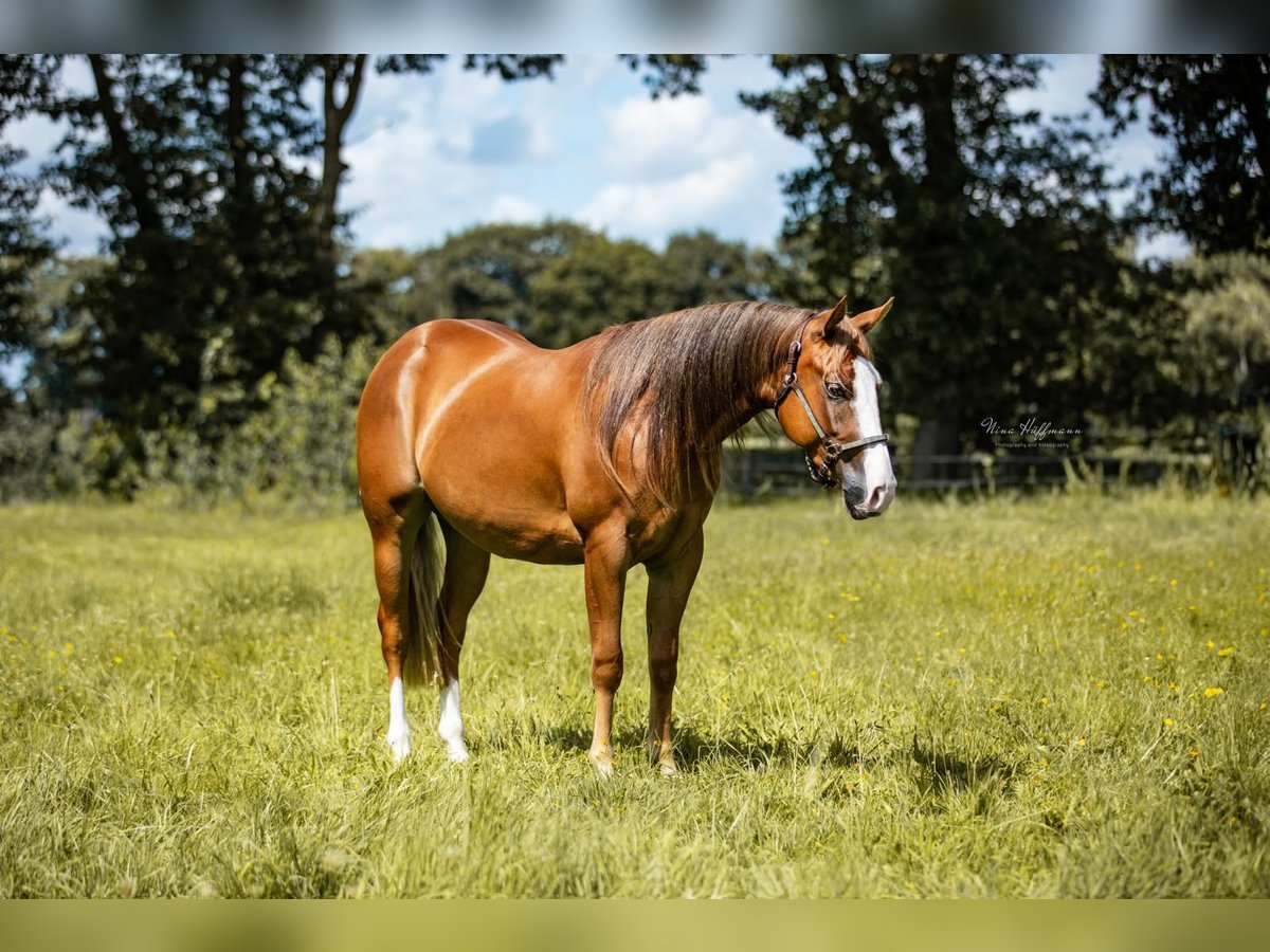 American Quarter Horse Mare 3 years 14,2 hh Chestnut-Red in Steyerberg Deblinghausen