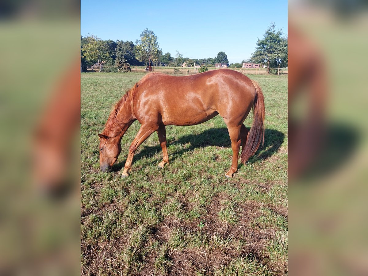 American Quarter Horse Mare 3 years 14,2 hh Chestnut-Red in Retie