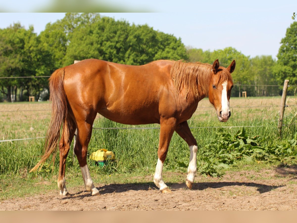 American Quarter Horse Mare 3 years 14,2 hh Chestnut-Red in Celle