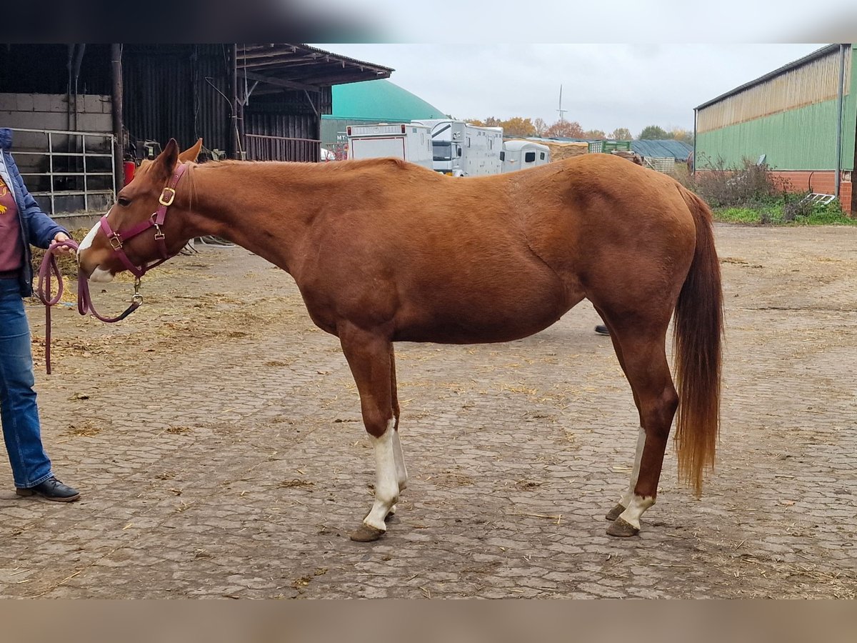 American Quarter Horse Mare 3 years 14,2 hh Chestnut-Red in Celle