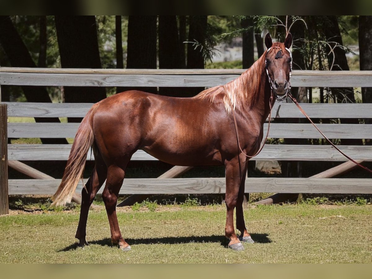 American Quarter Horse Mare 3 years 14,2 hh Chestnut in Fort Collins