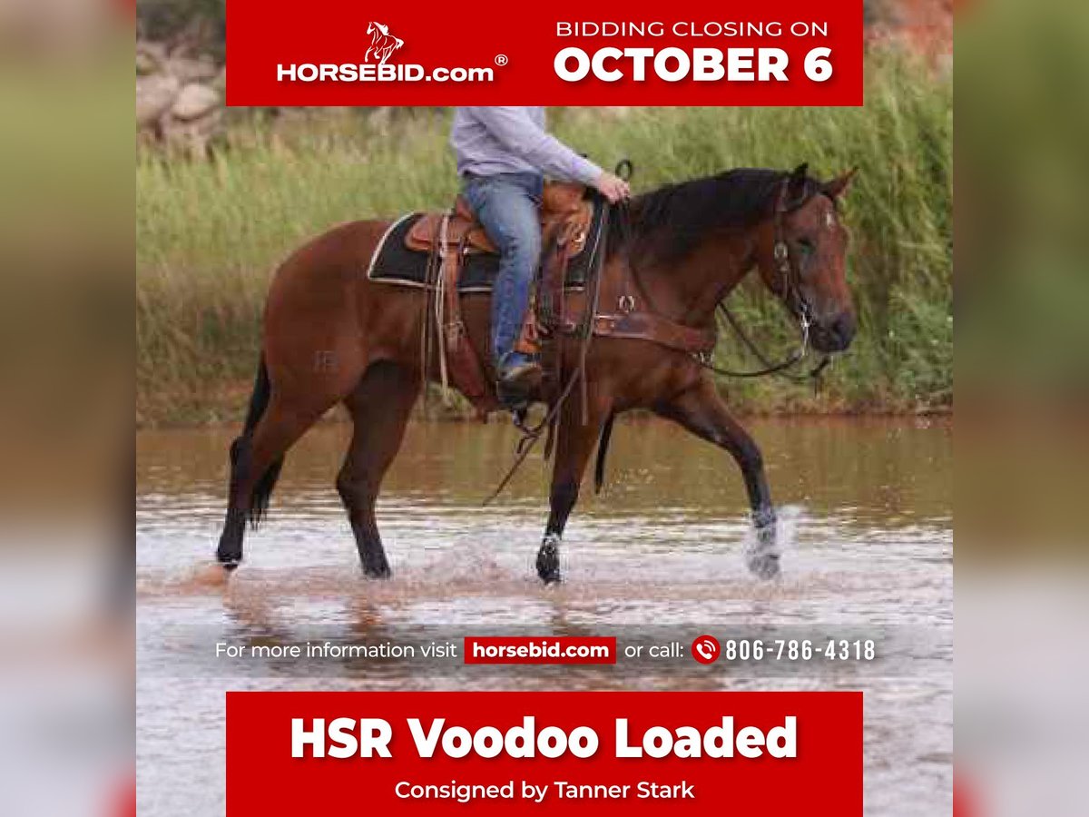 American Quarter Horse Mare 3 years 14,3 hh Bay in Canyon