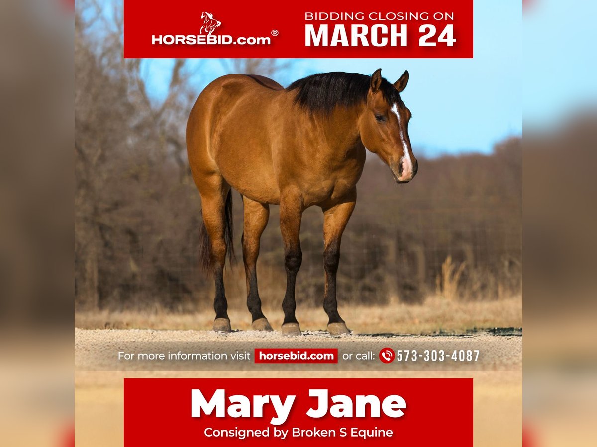 American Quarter Horse Mare 3 years 14,3 hh Dun in Marshall, MO