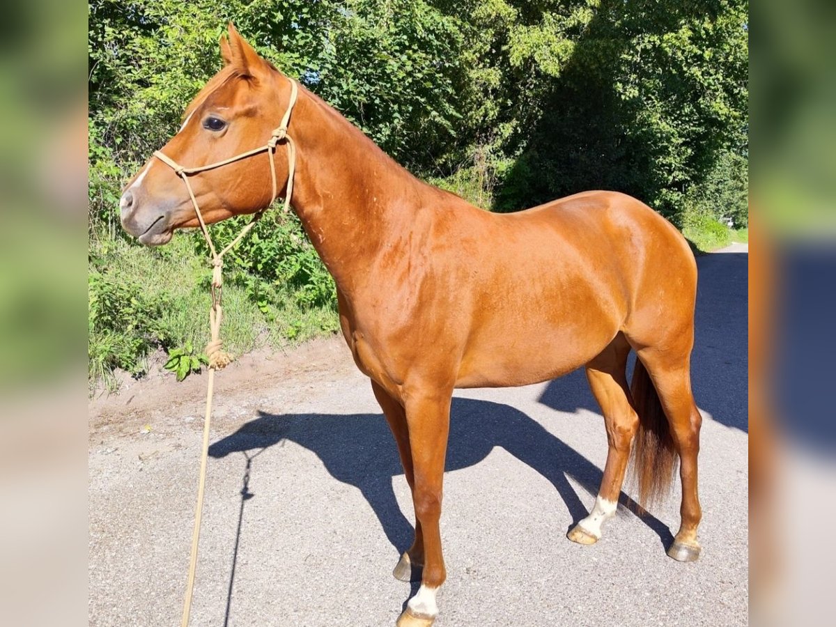 American Quarter Horse Mare 3 years 15,1 hh Chestnut-Red in Gschwend