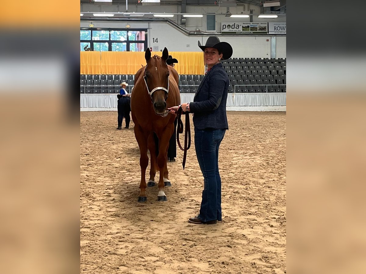 American Quarter Horse Mare 3 years 15,1 hh Chestnut-Red in Wolfsburg