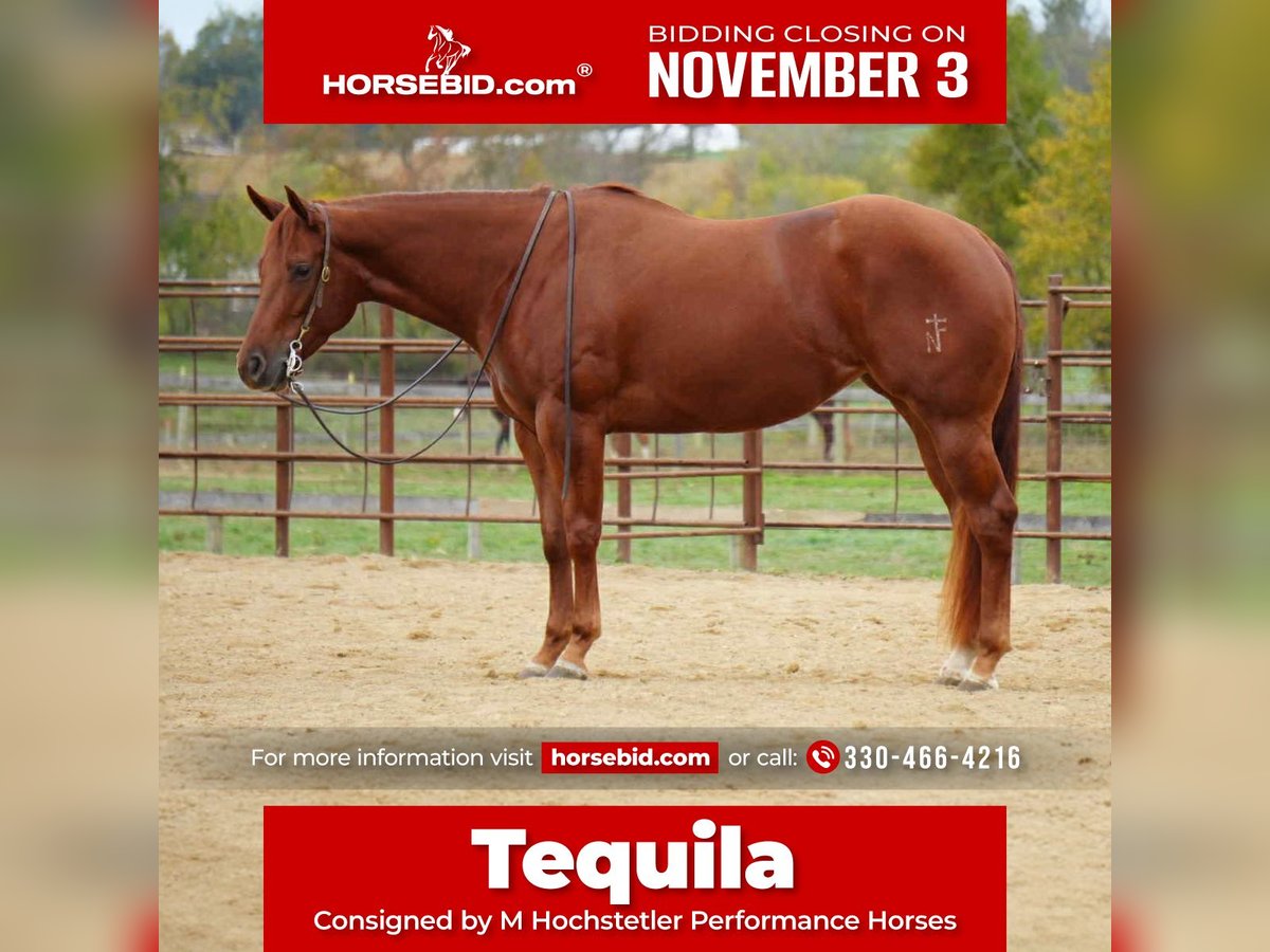 American Quarter Horse Mare 3 years 15,1 hh Sorrel in Fredericksburg, OH