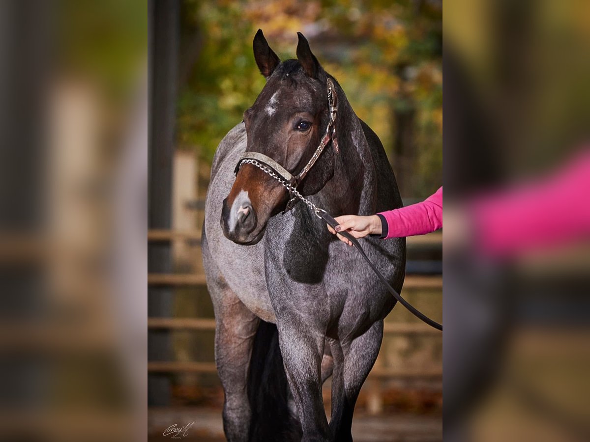 American Quarter Horse Mare 3 years 15,2 hh Roan-Bay in Pöttsching