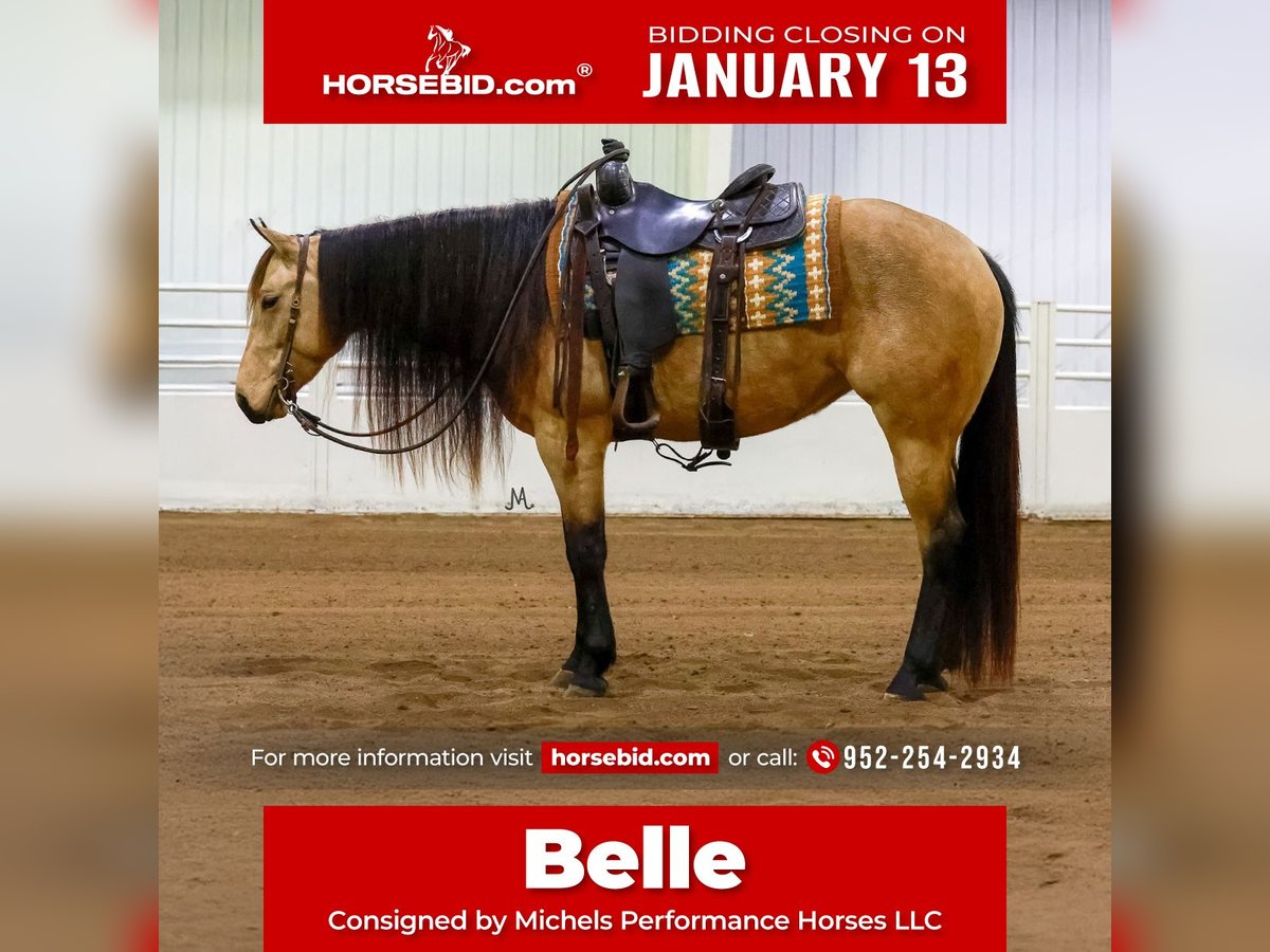 American Quarter Horse Mare 3 years 15 hh Buckskin in Cannon Falls, MN