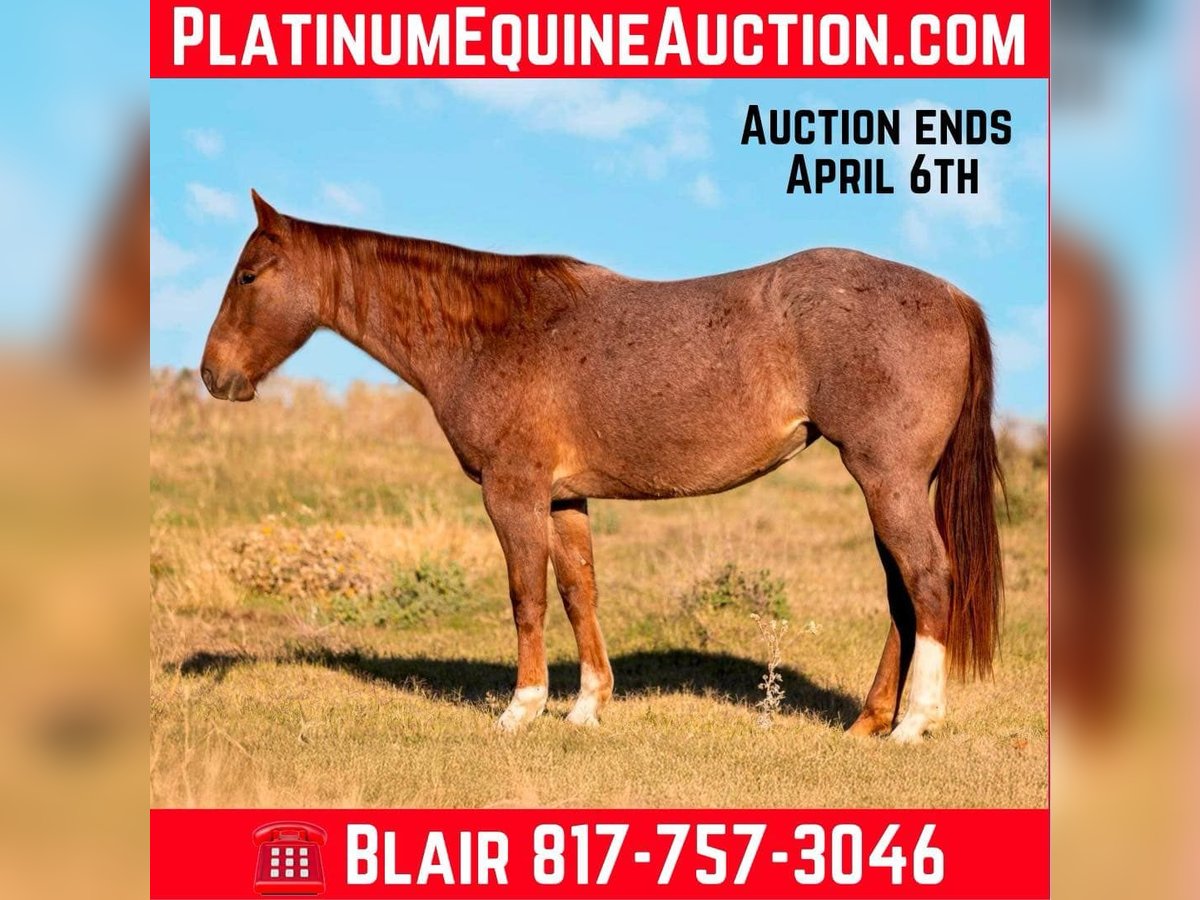 American Quarter Horse Mare 3 years 15,1 hh Roan-Red in Weatherford TX