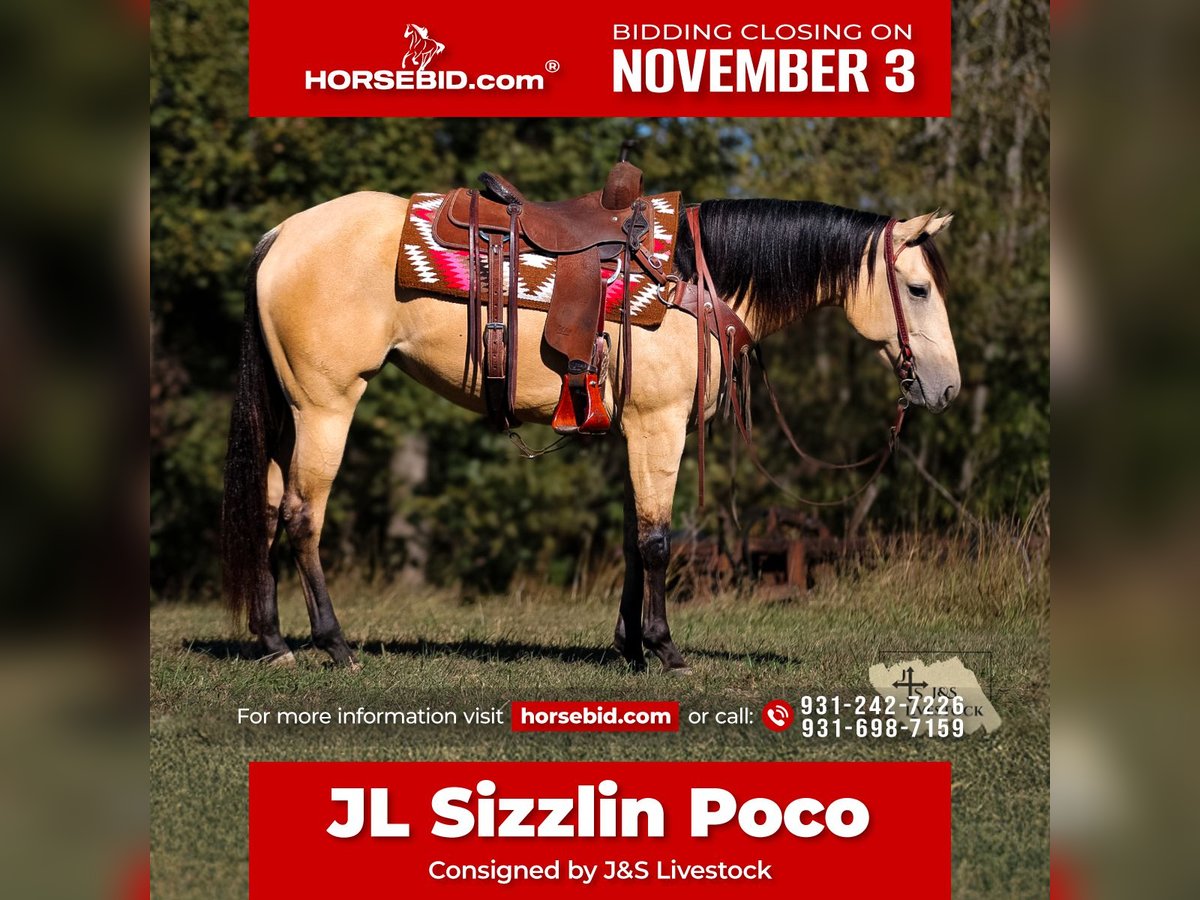 American Quarter Horse Mare 3 years 15,2 hh Buckskin in Santa Fe American Quarter Horse Mare 3 years 15,2 hh Buckskin in Santa Fe