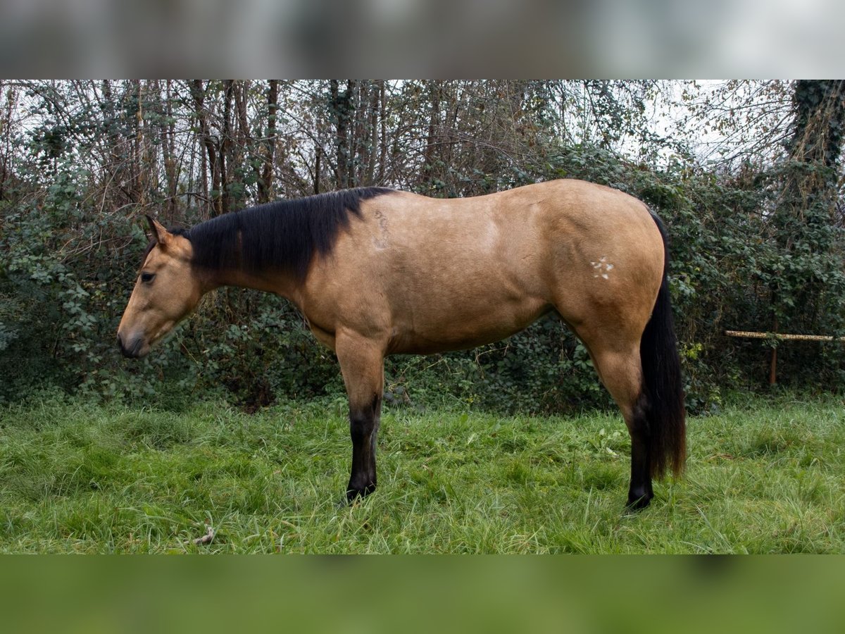 American Quarter Horse Mare 3 years Buckskin in Cassano D&#39;Adda