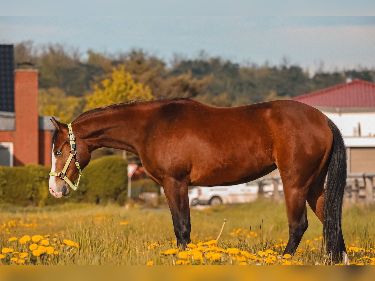 American Quarter Horse Mare 3 years in Salzgitter