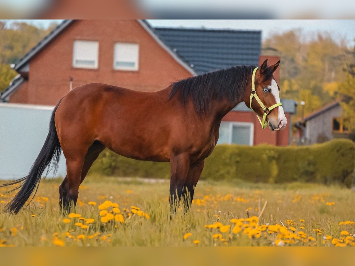 American Quarter Horse Mare 3 years in Salzgitter