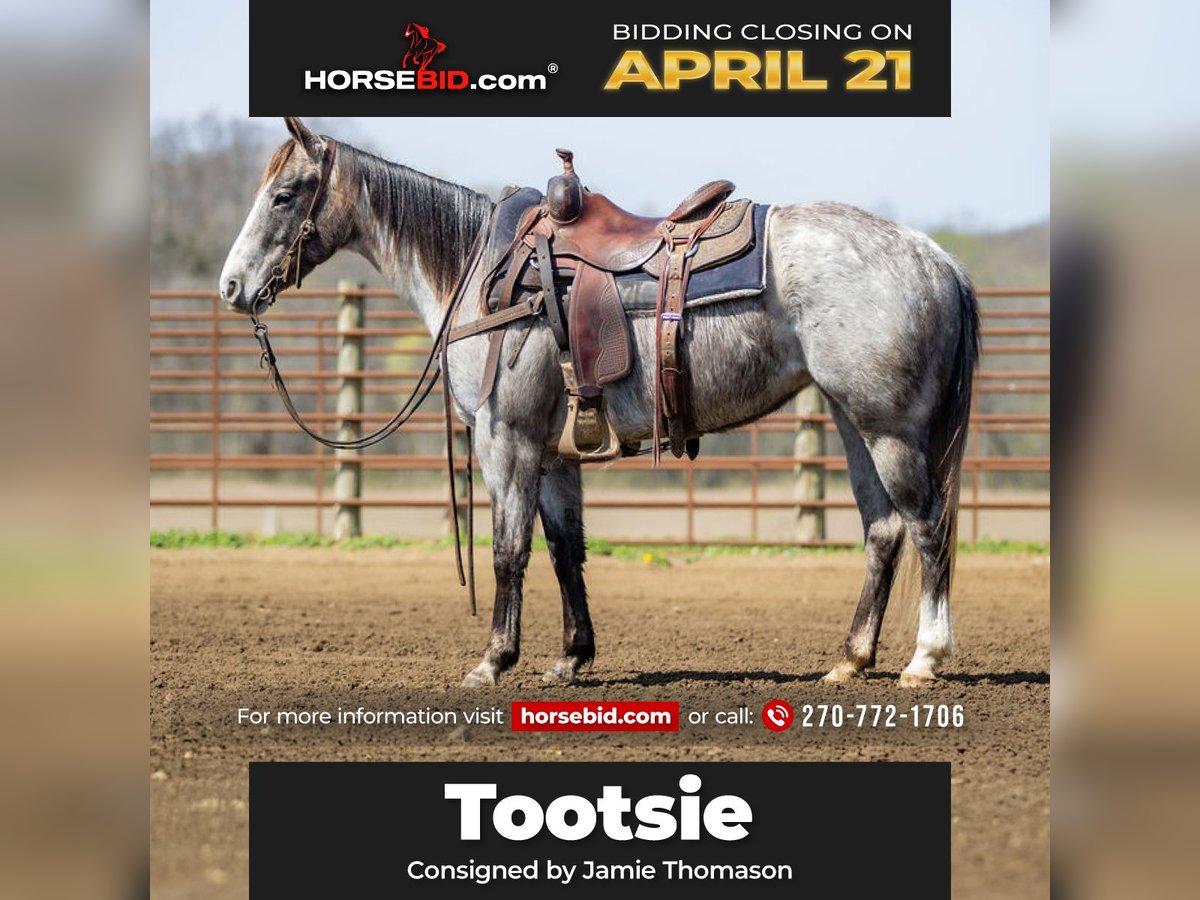 American Quarter Horse Mare 4 years 13,3 hh Grey in Auburn, KY