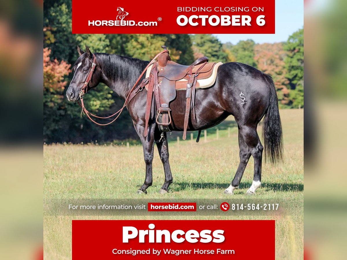 American Quarter Horse Mare 4 years 14,1 hh Black in Clarion, PA