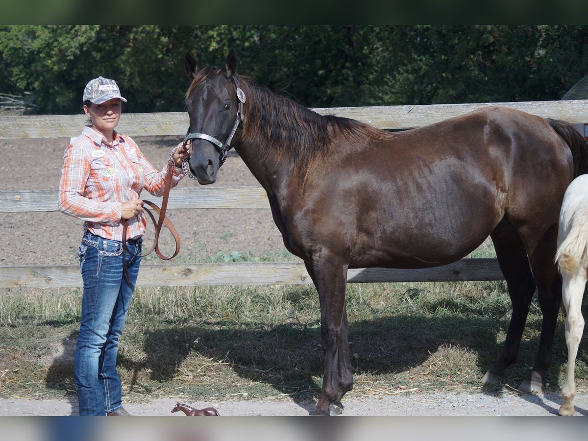 American Quarter Horse Mare 4 years 14,1 hh Buckskin in Mansfeld