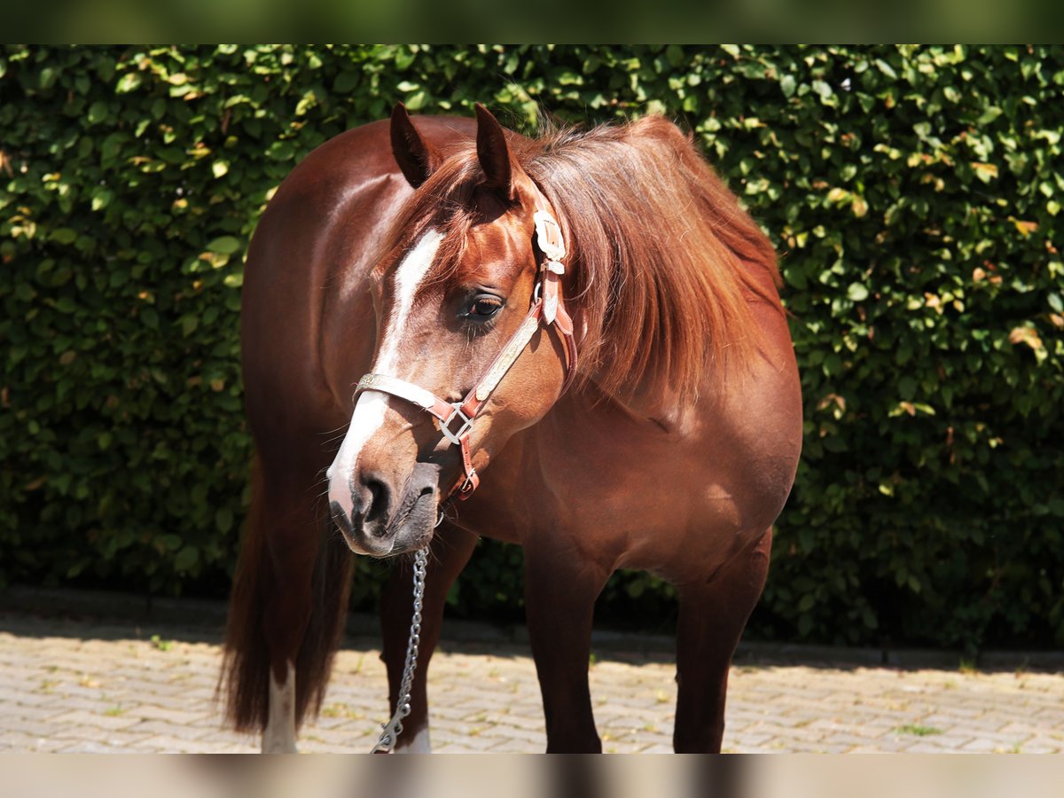 American Quarter Horse Mare 4 years 14,1 hh Chestnut-Red in Windeck