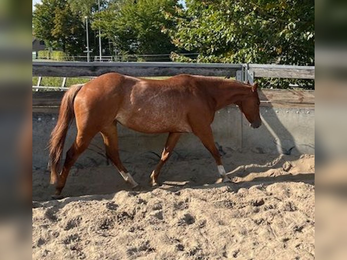 American Quarter Horse Mare 4 years 14,2 hh Chestnut-Red in Grethem