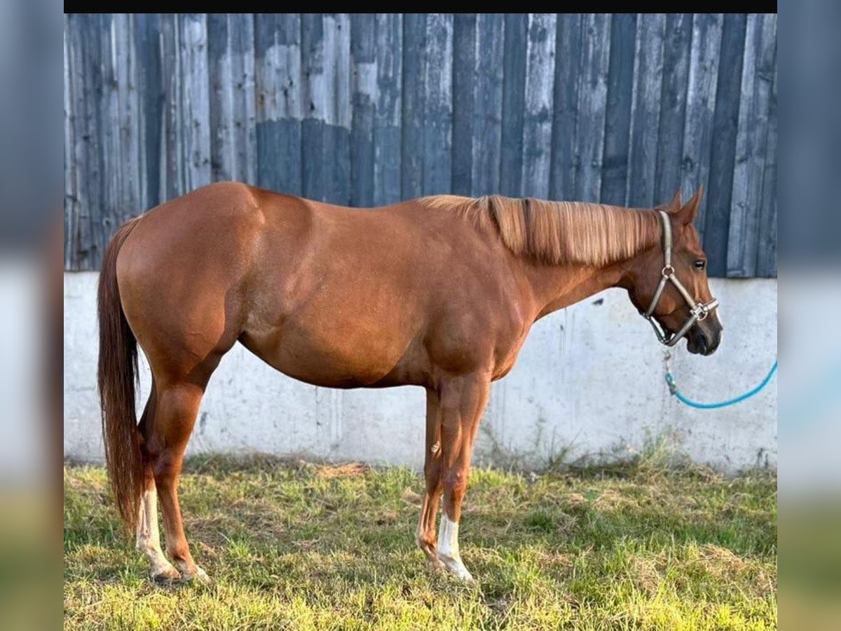 American Quarter Horse Mare 4 years 14,2 hh Chestnut-Red in Kirchendemenreuth