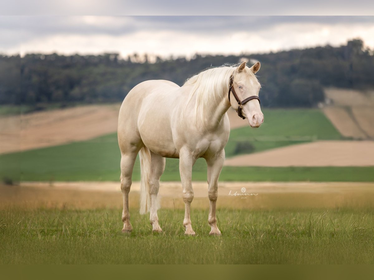 American Quarter Horse Mare 4 years 14,2 hh Cremello in Duingen