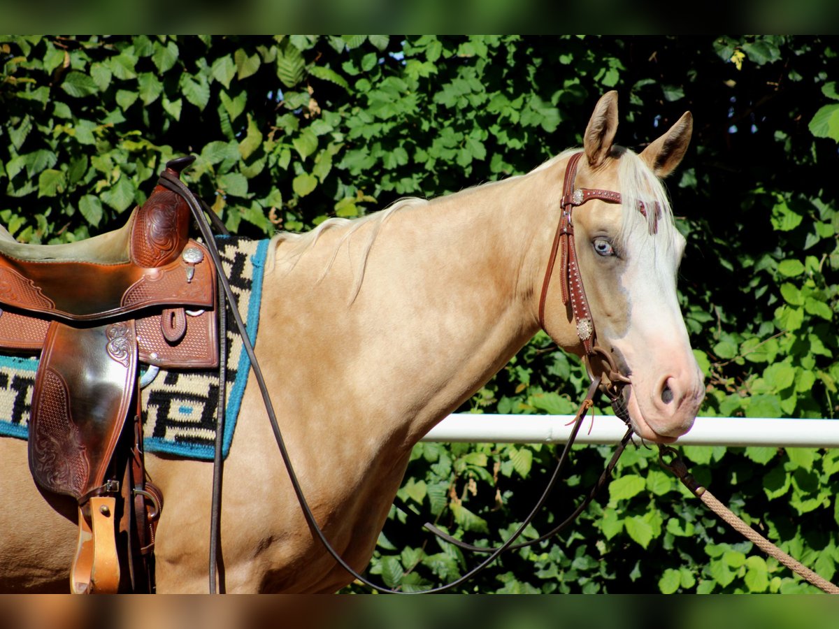 American Quarter Horse Mare 4 years 14,2 hh Palomino in Stade