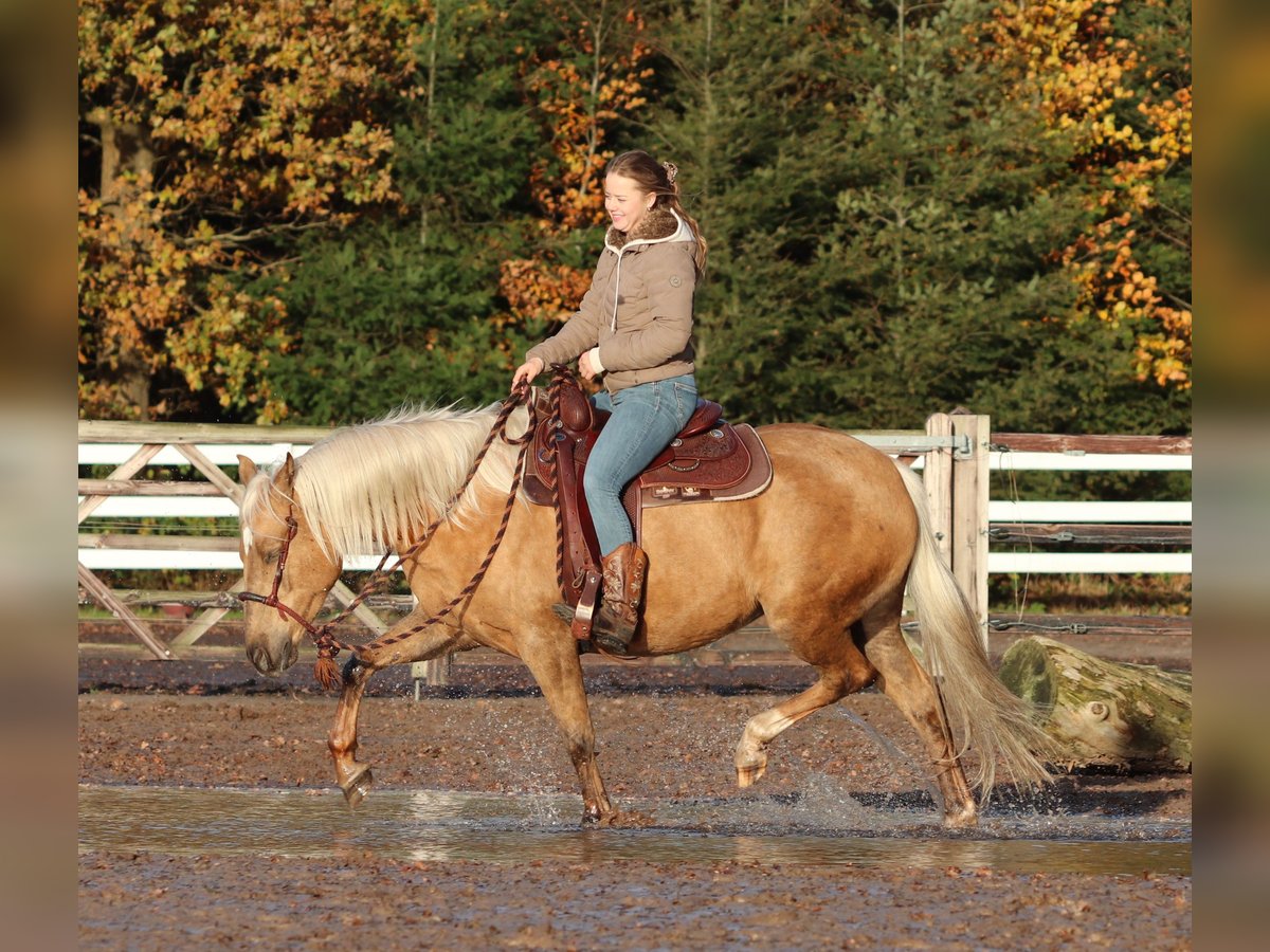 American Quarter Horse Mix Mare 4 years 14,2 hh Palomino in Oberhausen